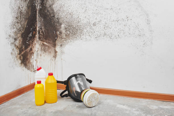 Best Mold Cleaning Services  in Waco, TX