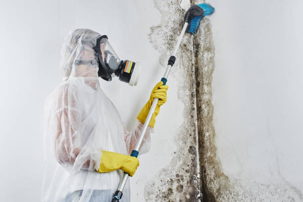 Best Mold Damage Repair  in Waco, TX