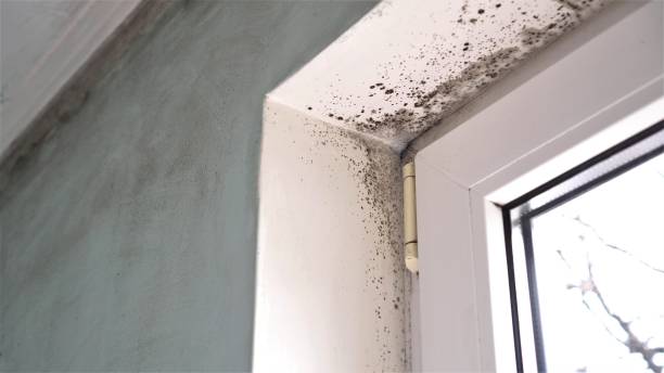 Best Home Mold Removal  in Waco, TX