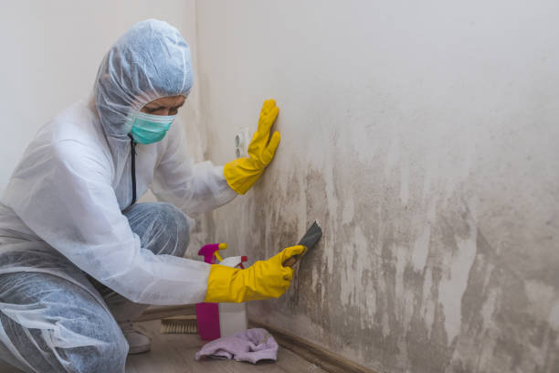 Best Certified Mold Removal  in Waco, TX