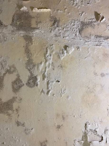 Best Crawl Space Mold Removal  in Waco, TX