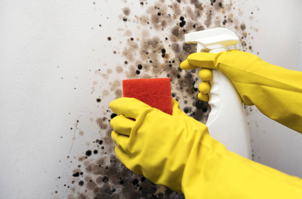 Best Residential Mold Removal  in Waco, TX