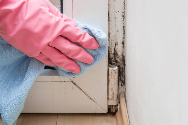 Best Home Mold Removal  in Waco, TX